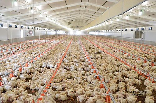 Some thoughts on stocking Density in Broilers